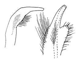 Uca urvillei thumbnail