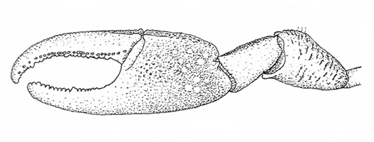 Uca burgersi thumbnail