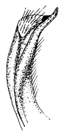Gelasimus insignis thumbnail