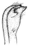 Gelasimus princeps thumbnail