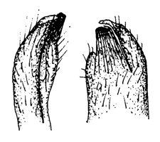Mesuca tetragonon thumbnail