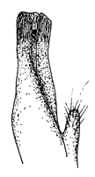 Planuca pugilator thumbnail