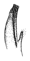 Planuca thayeri thumbnail