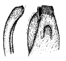 Uca tangeri thumbnail