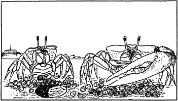 Uca tangeri thumbnail