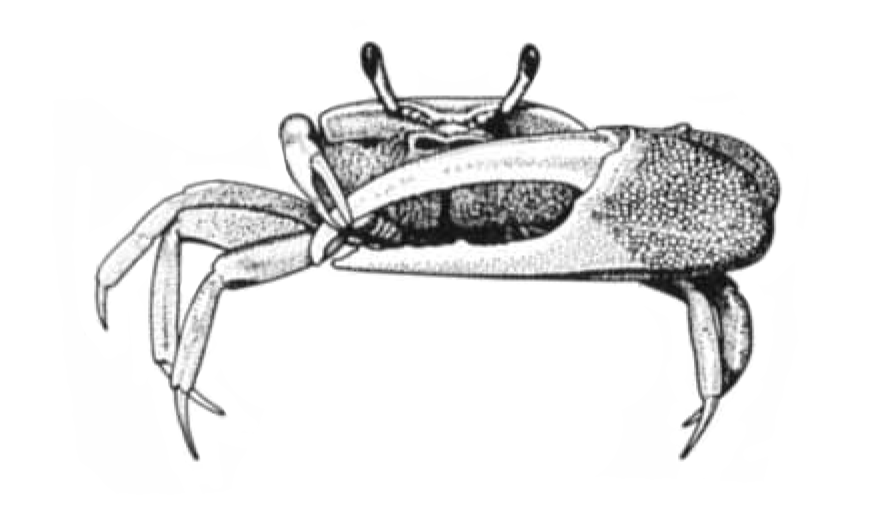 Uca pugilator: Brown <em>et al.</em> (1979) image