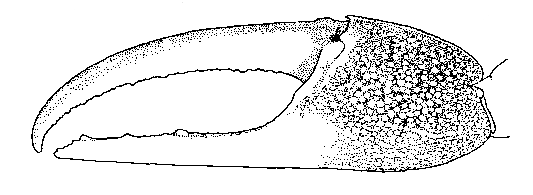 Uca pugilator: Brown <em>et al.</em> (1979) image