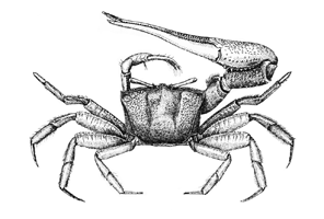Uca tangeri thumbnail
