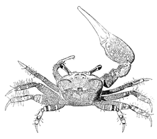 Uca burgersi thumbnail
