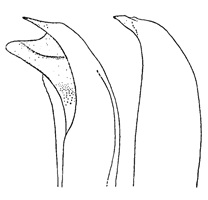 Uca leptodactyla thumbnail