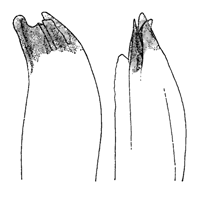 Uca rapax thumbnail