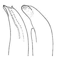 Uca speciosa thumbnail