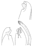 Uca vocator thumbnail