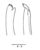 Uca sindensis thumbnail