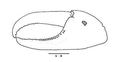Uca sindensis thumbnail
