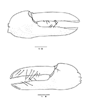 Uca sindensis thumbnail
