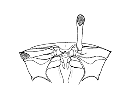 Uca sindensis thumbnail