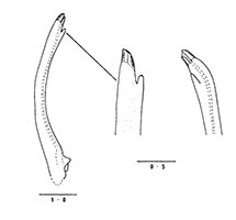 Uca sindensis thumbnail