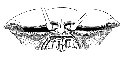 Uca arcuata thumbnail