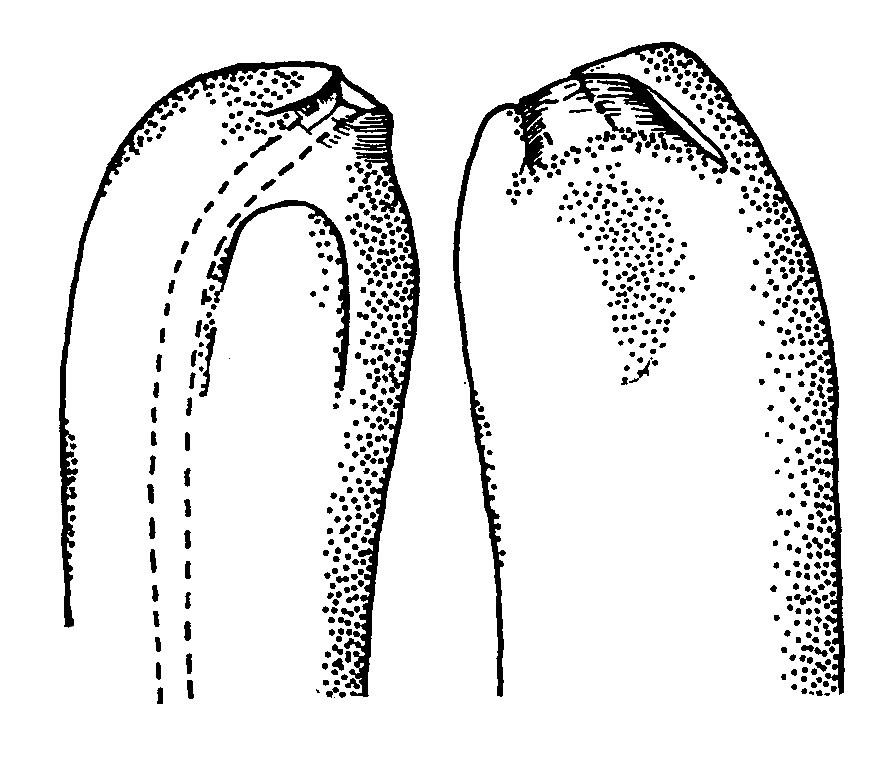 Uca arcuata: Crane (1975) image