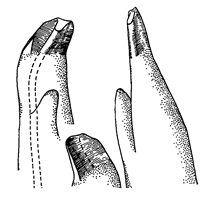 Uca argillicola thumbnail