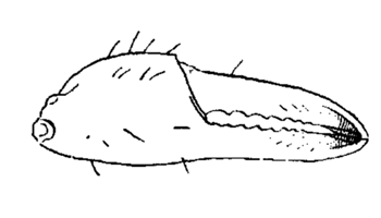 Uca argillicola thumbnail