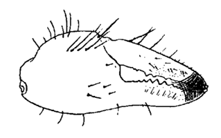 Uca beebei thumbnail
