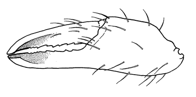 Uca brevifrons thumbnail