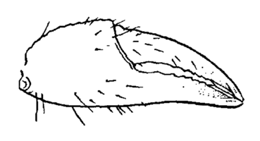 Uca brevifrons thumbnail