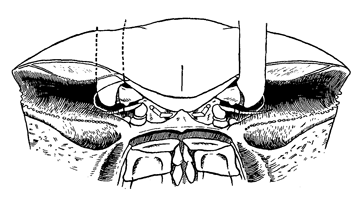 Uca burgersi thumbnail
