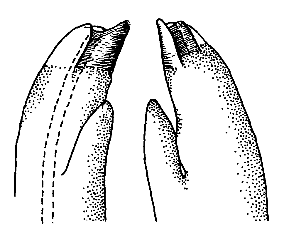 Uca burgersi: Crane (1975) image