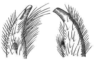 Uca chlorophthalmus crassipes thumbnail