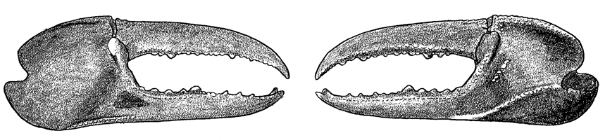 Uca chlorophthalmus crassipes thumbnail
