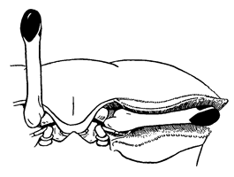 Uca chlorophthalmus crassipes thumbnail
