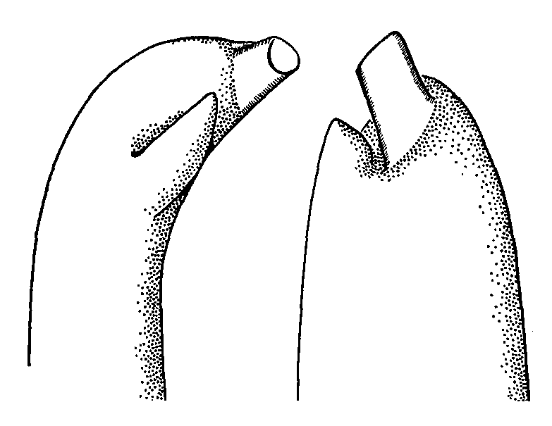 Uca coarctata coarctata: Crane (1975) image