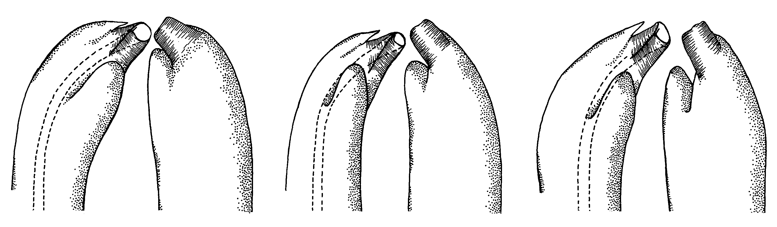 Uca coarctata coarctata: Crane (1975) image