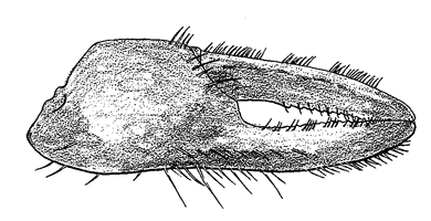 Uca coarctata flammula thumbnail