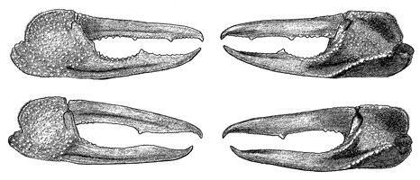 Uca coarctata flammula thumbnail