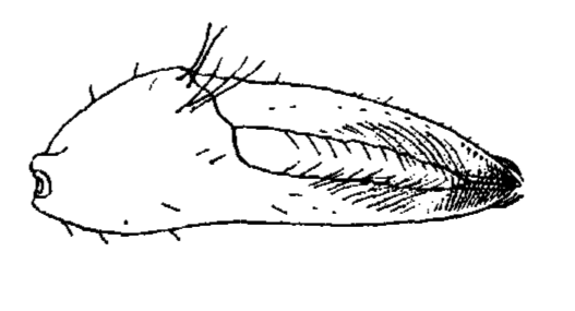 Uca crenulata: Crane (1941) image