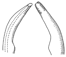 Uca dorotheae thumbnail