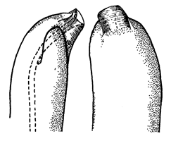 Uca forcipata thumbnail