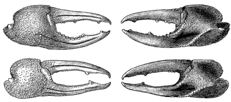 Uca forcipata thumbnail