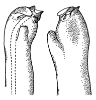 Uca formosensis thumbnail