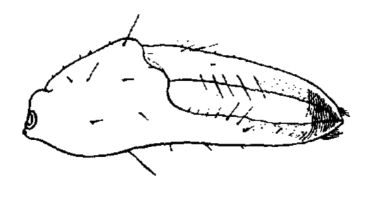 Uca helleri: Crane (1941) image