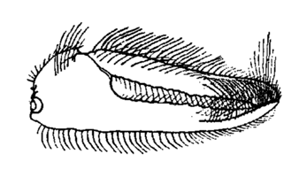 Uca heteropleura thumbnail