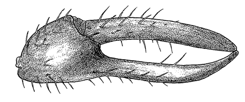 Uca lactea mjobergi thumbnail