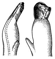 Uca lactea mjobergi thumbnail