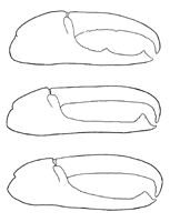 Uca lactea perplexa thumbnail