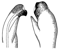 Uca lactea perplexa thumbnail