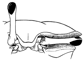 Uca lactea perplexa thumbnail